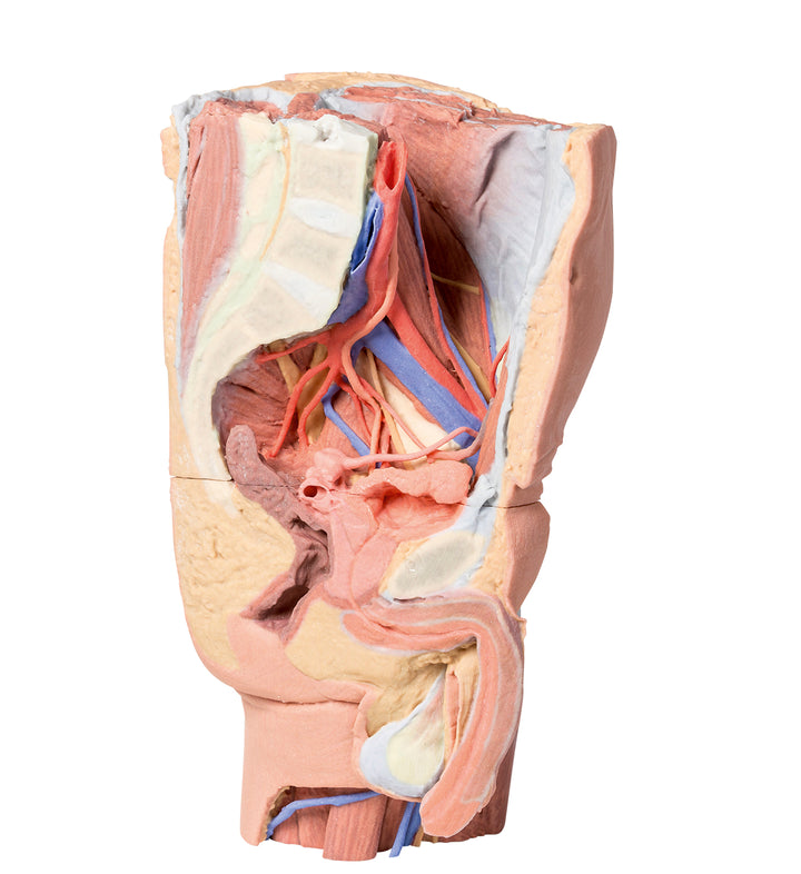 Male left pelvis and proximal thigh