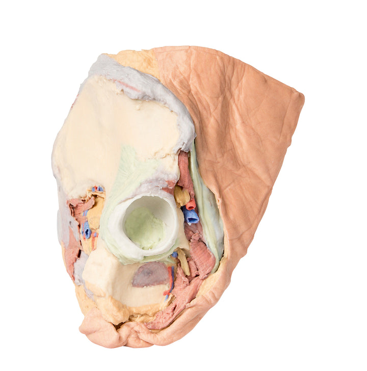 Female right pelvis superficial and deep structures