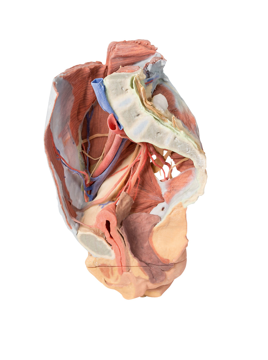 Erler-Zimmer 3D Pelvis Models