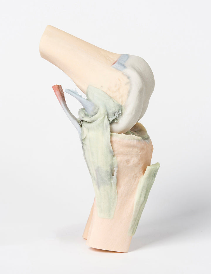 Knee Joint, flexed