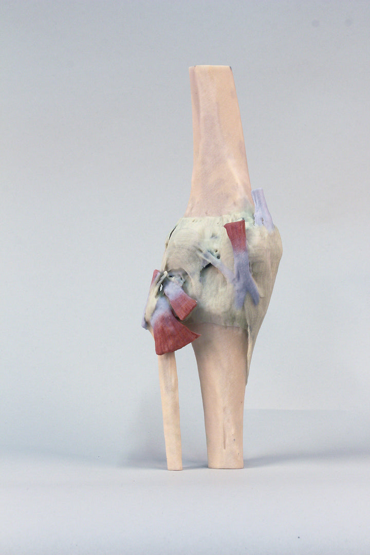 Knee Joint, extended
