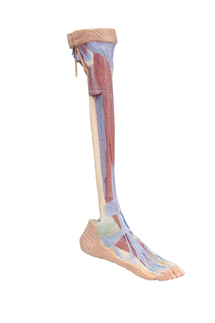 Lower Limb - deep dissection