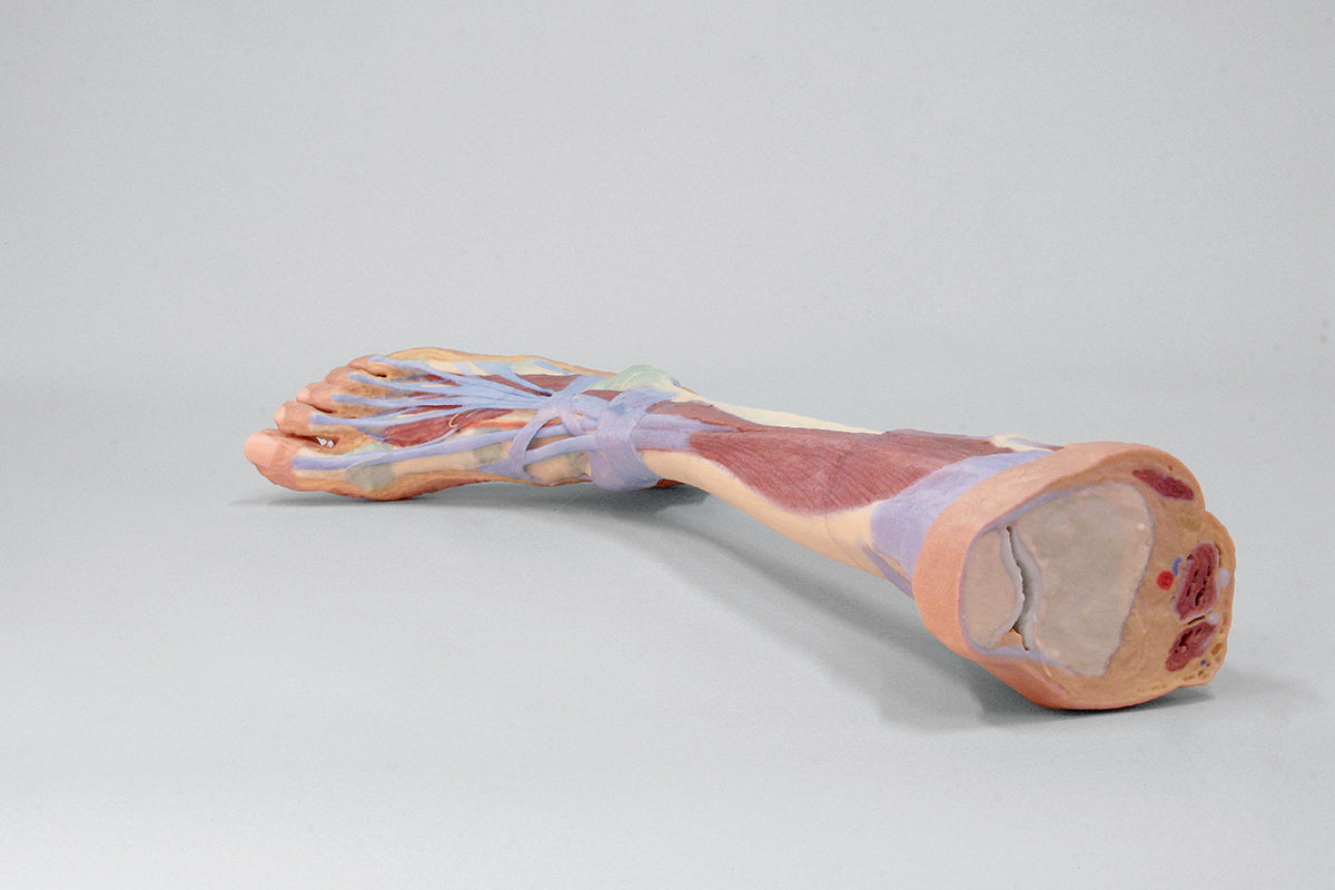 Lower Limb - deep dissection