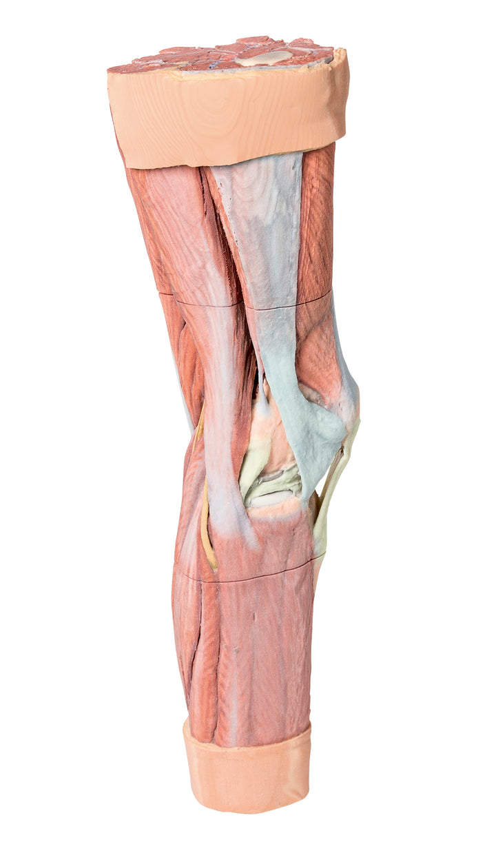 Lower Limb Musculature