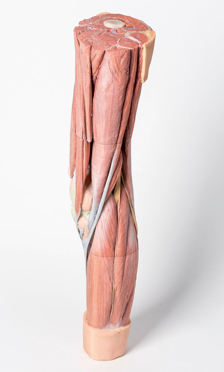 Lower Limb Musculature