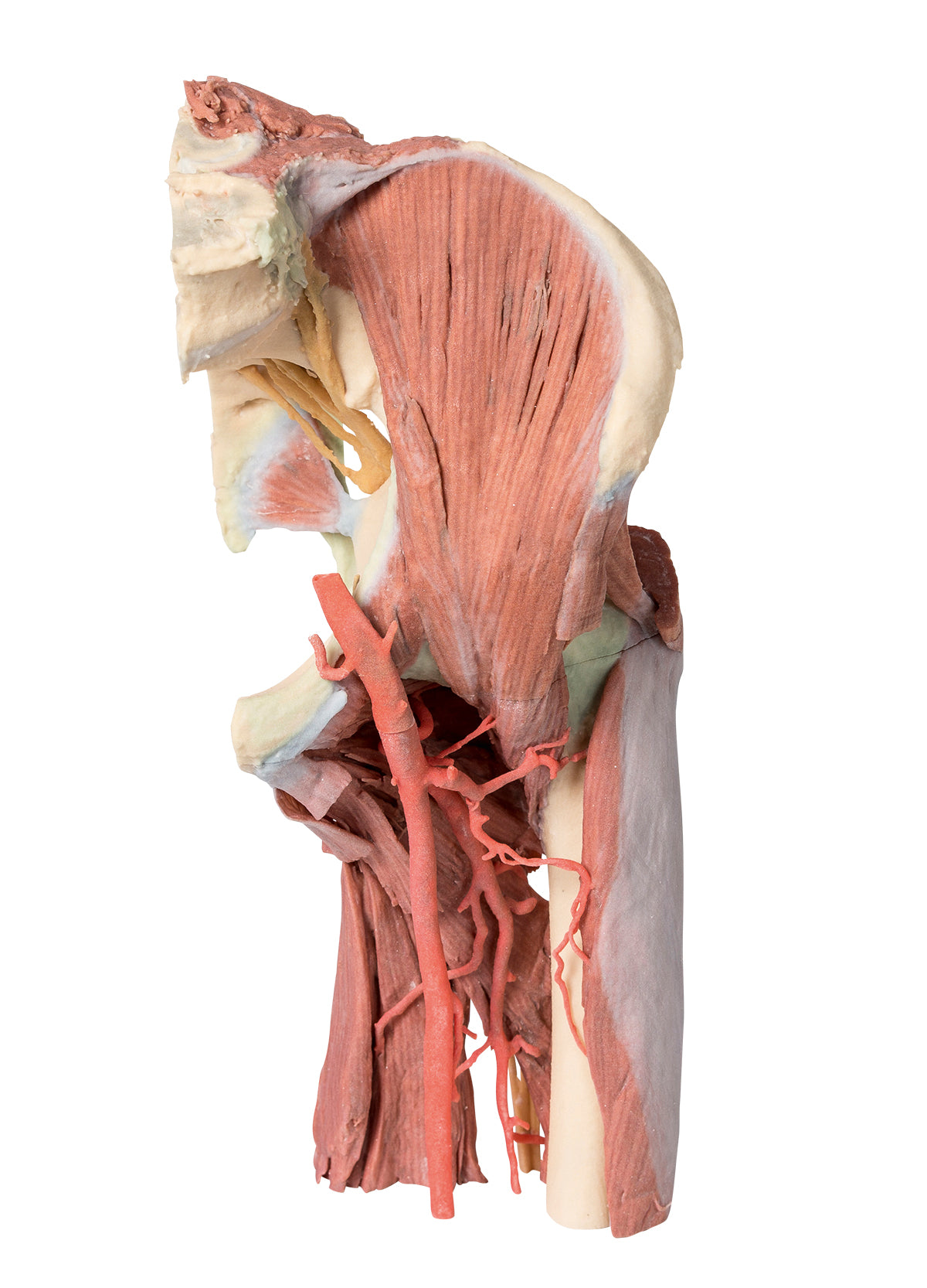 Lower Limb - deep dissection of a left pelvis and thigh