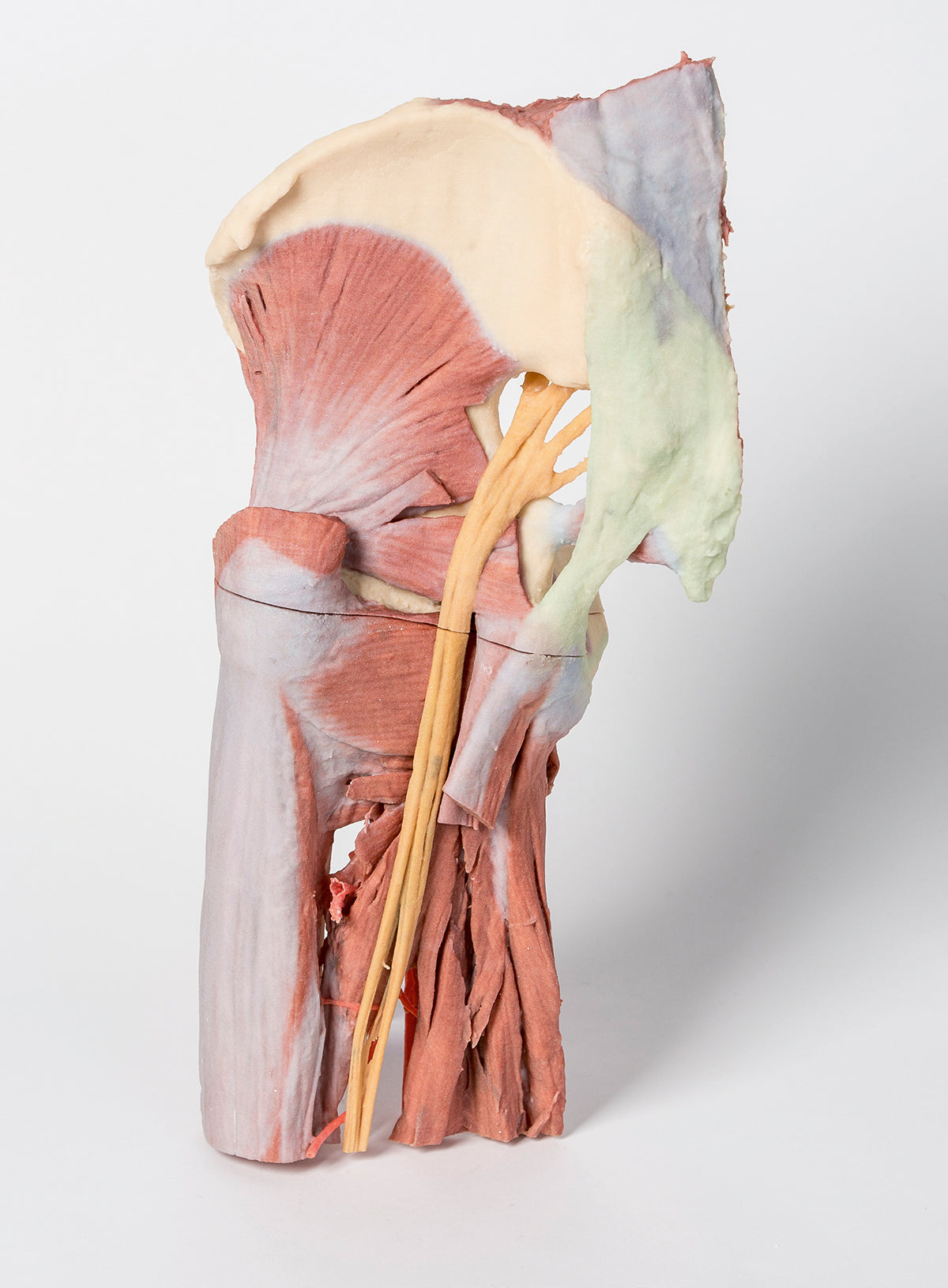 Lower Limb - deep dissection of a left pelvis and thigh