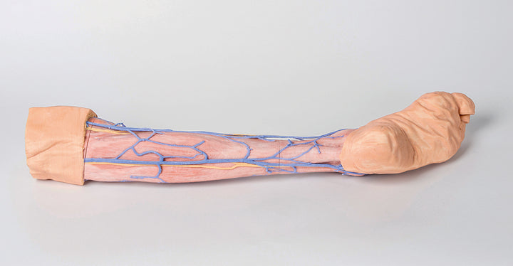 Lower Limb superficial veins