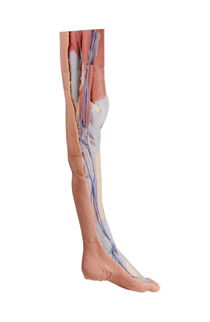 Lower limb G superficial dissection