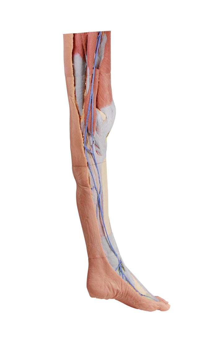 Lower limb G superficial dissection