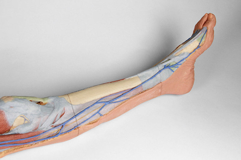 Lower limb G superficial dissection