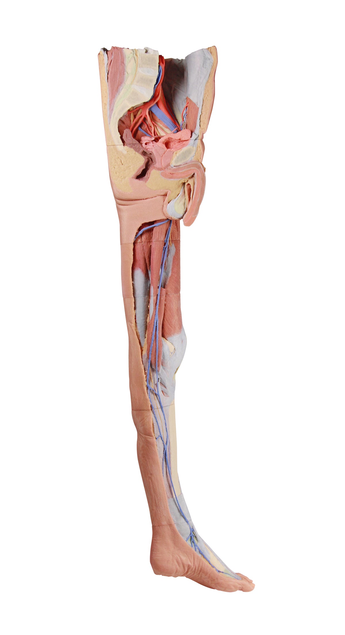 Lower limb G superficial dissection with male left pelvis