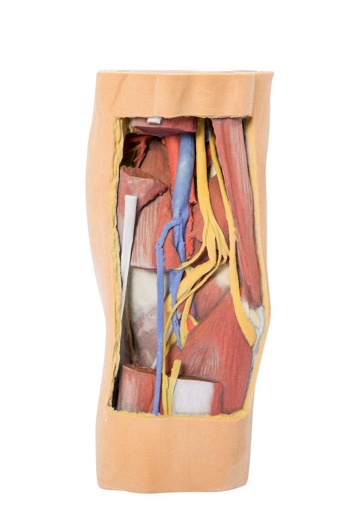 Popliteal Fossa distal thigh and proximal leg