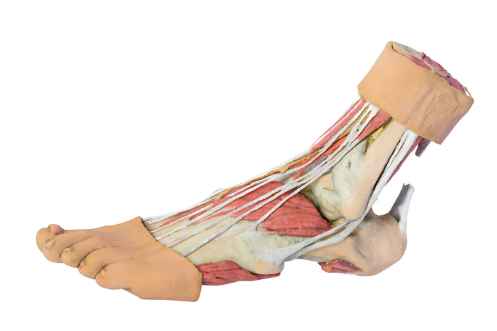 Foot - Structures of the plantar surface