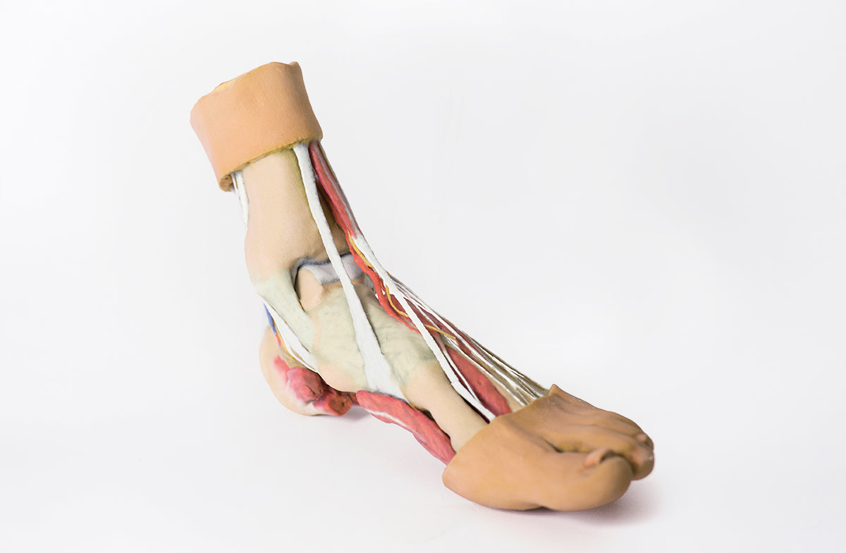 Foot - Structures of the plantar surface