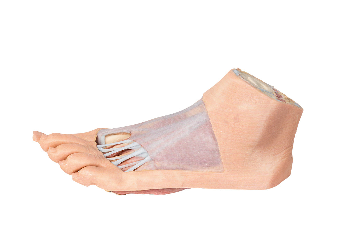 Foot - Plantar surface & superficial dissection on the dorsum