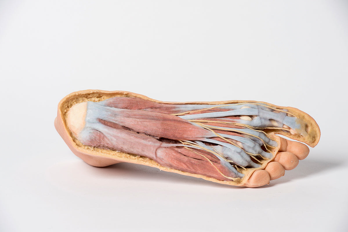 Foot - Plantar surface & superficial dissection on the dorsum