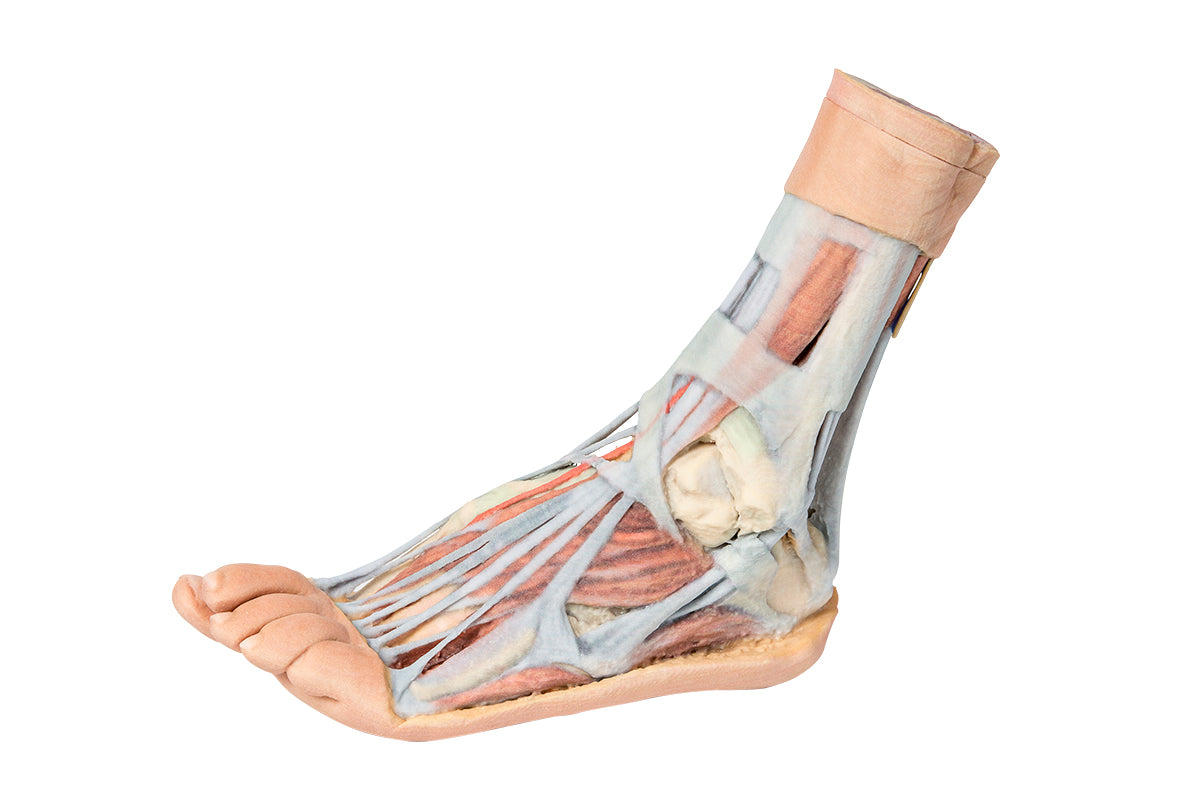 Foot - Superficial and deep dissection of distal leg and foot