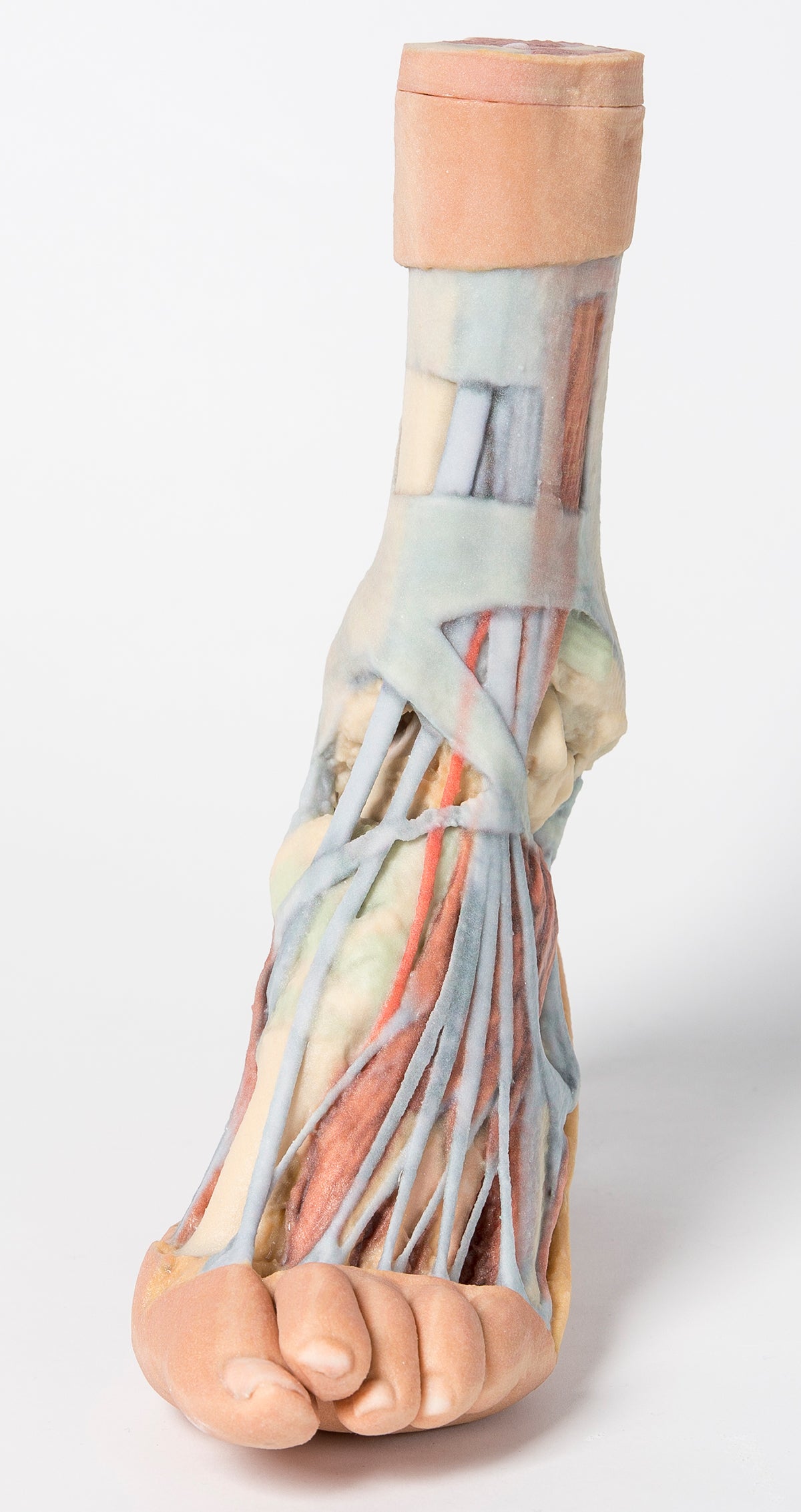 Foot - Superficial and deep dissection of distal leg and foot