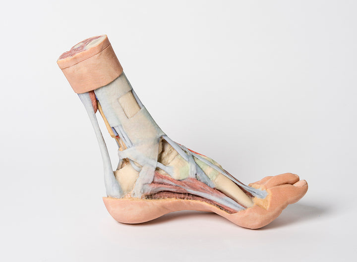 Foot - Superficial and deep dissection of distal leg and foot