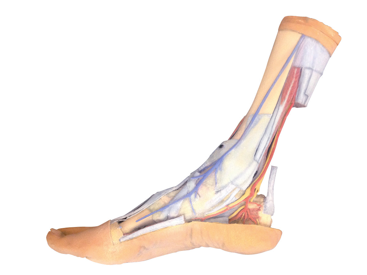 Foot - Superficial and deep structures of the distal leg and foot