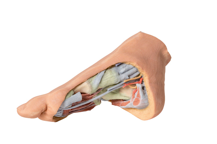 Foot - Deep plantar structures