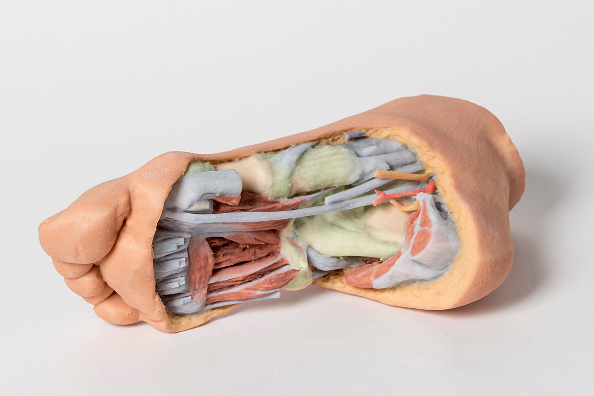 Foot - Deep plantar structures