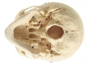 QS 7 Artificial Human Skull