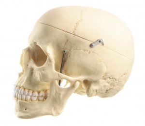 QS 7 Artificial Human Skull