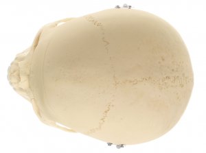 QS 7 Artificial Human Skull