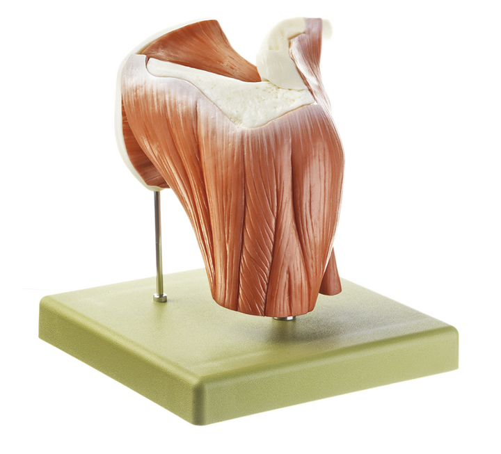 SOMSO QS 55/7 Model of the Shoulder Joint