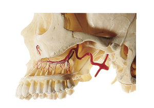 Somso Artificial Demonstration Skull of an Adult QS 8/11-S