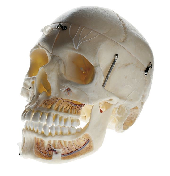 Somso Artificial Demonstration Skull of an Adult QS 8/11-S
