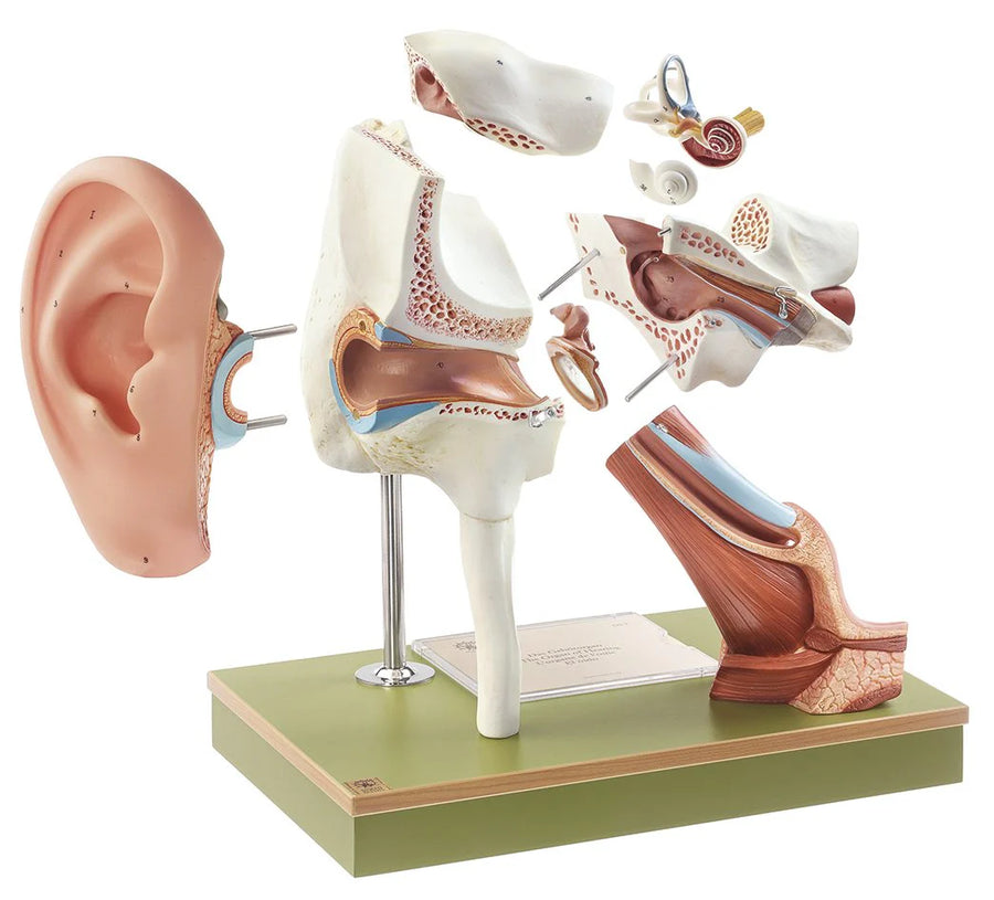 SOMSO Anatomy Models