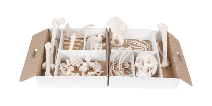 3B Disarticulated Half Skeleton 52 pieces