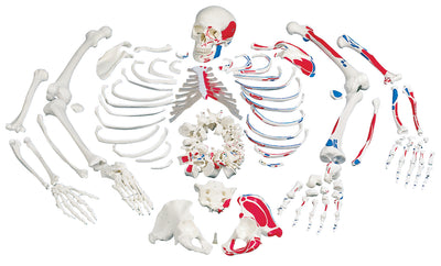 Disarticulated Human Skeleton Models