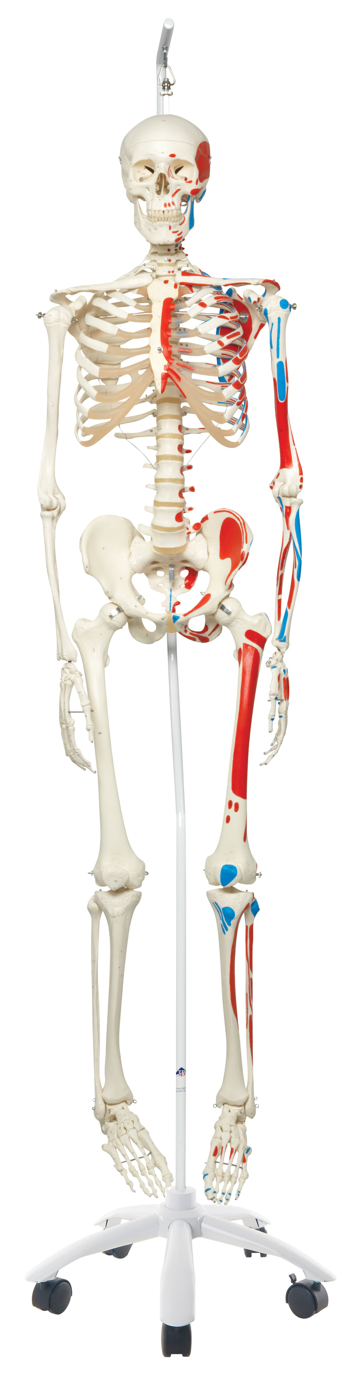3B Max the Muscle Skeleton w/ hanging roller stand