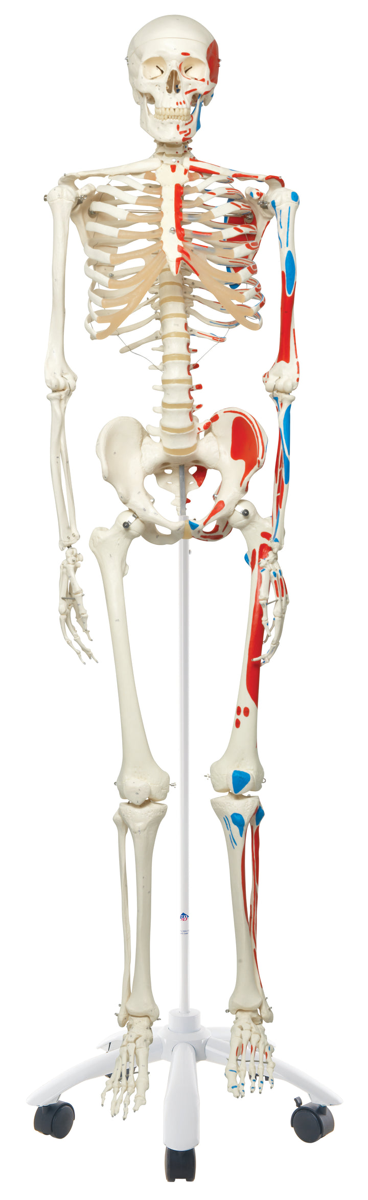 3B Max the Muscle Skeleton w/ Pelvic mounted roller stand
