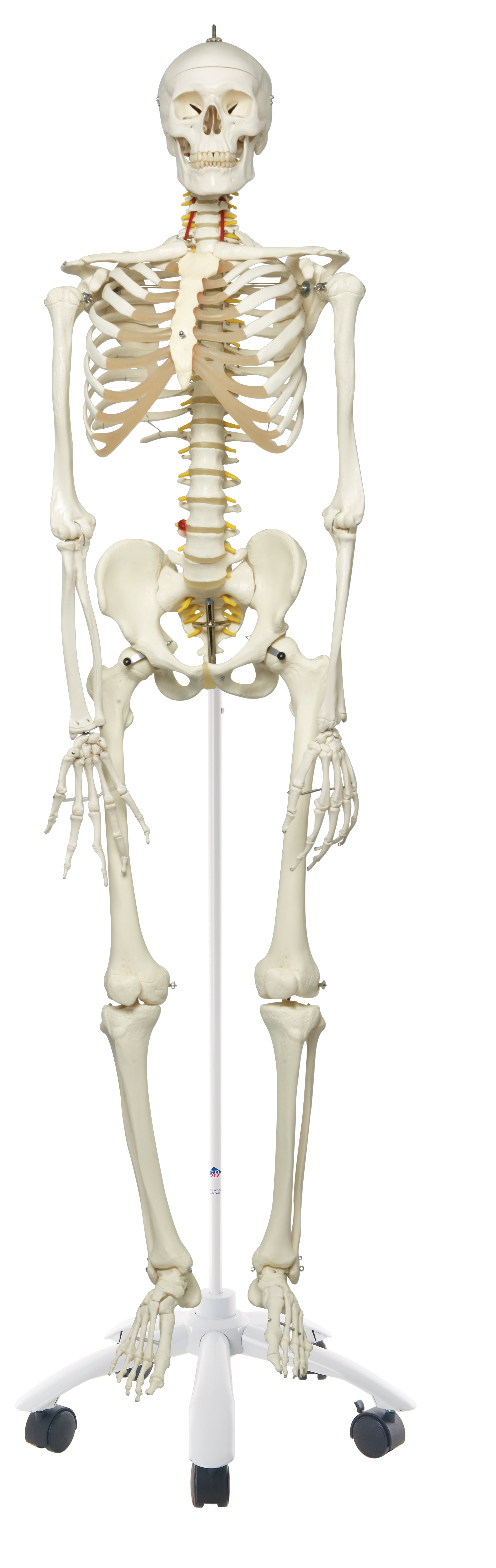 3B Fred the Flexible Skeleton w/ elastic hand-foot