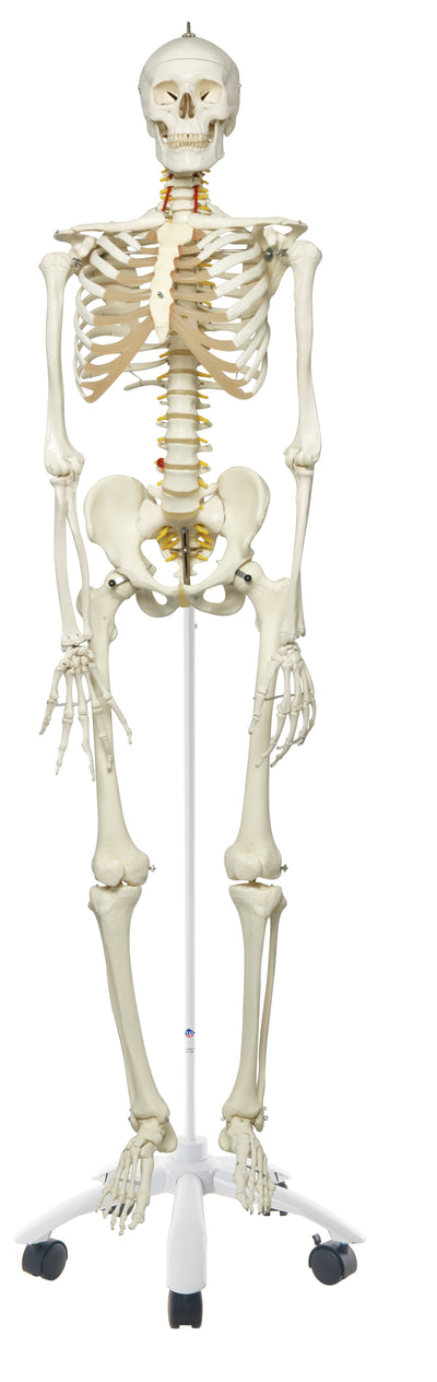Human Skeleton Models - Life size