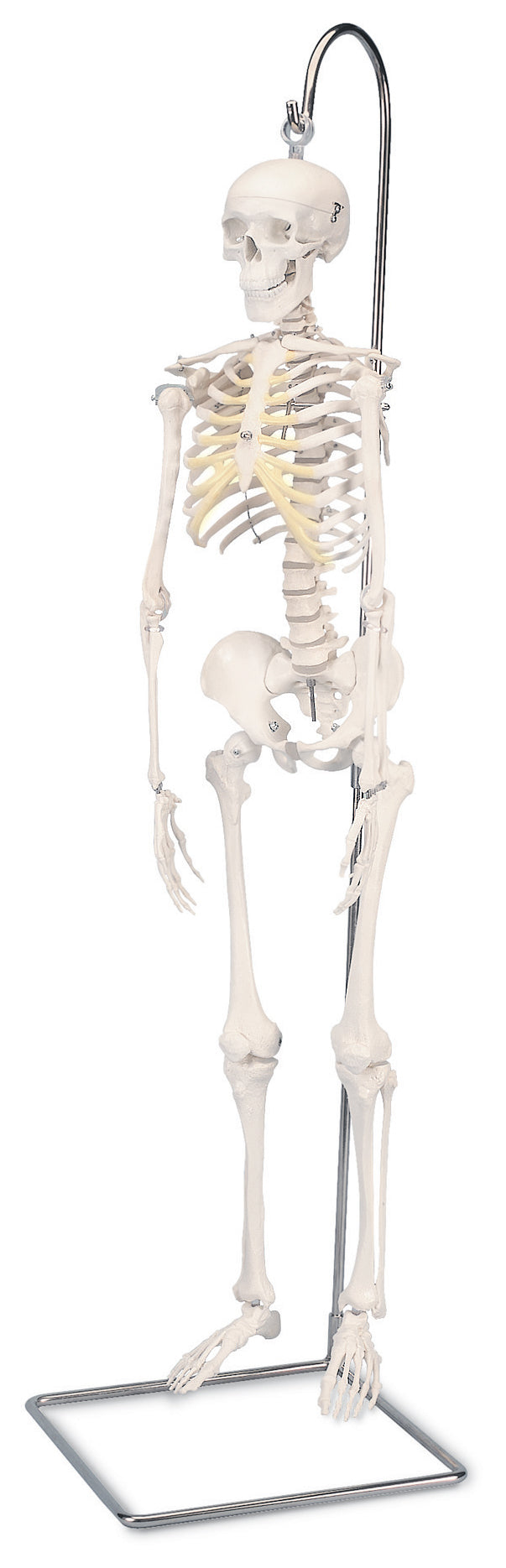 3B Mini Skeleton Hanging Version