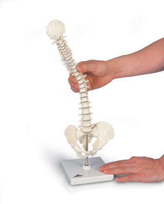 3B Mini Vertebral Column Flexible-No Stand