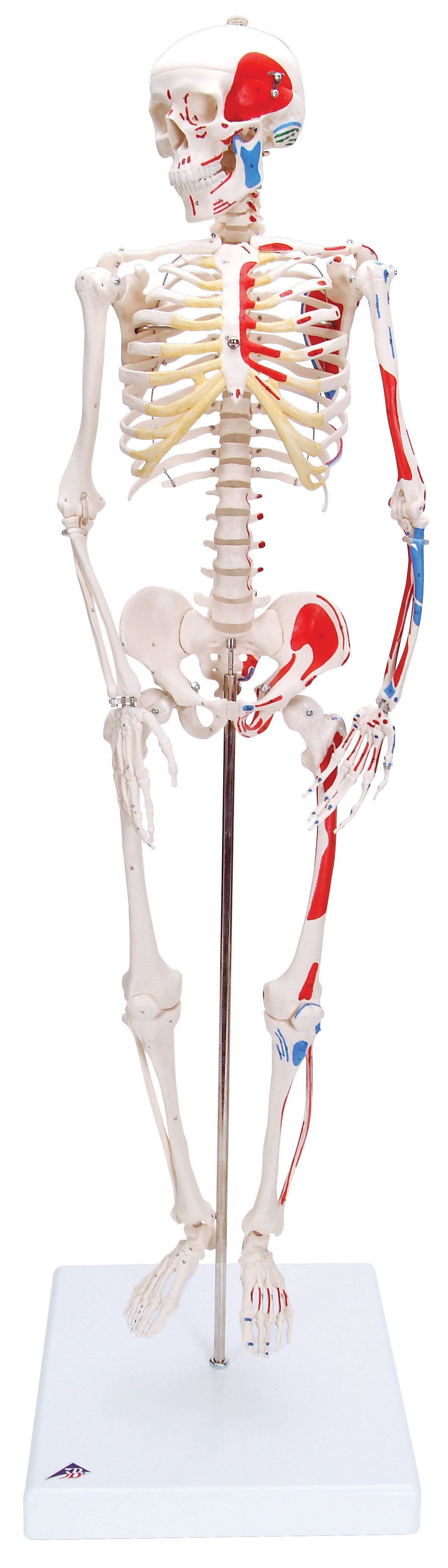 3B Mini Skeleton w/ painted muscles on base