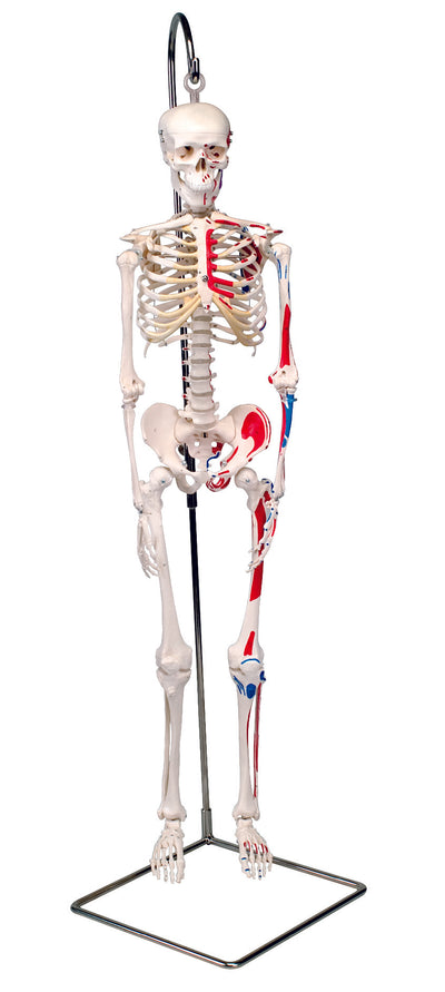 Mini Skeleton Models