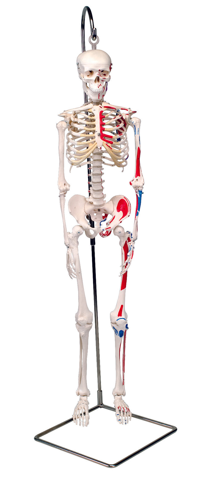 3B Mini Skeleton w/ Painted Muscles-Hanging