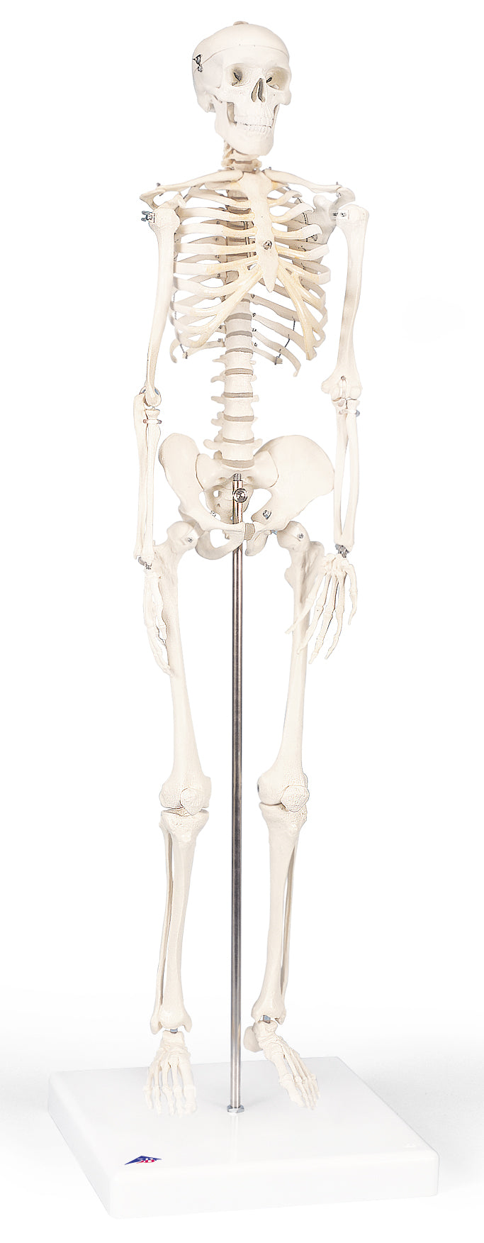 3B Mini-Skeleton-Pelvic Mounted