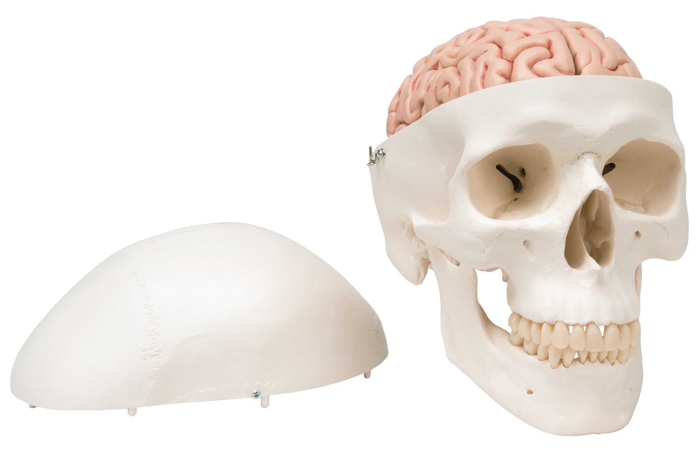 3B Classic Skull w/ Brain 5-part