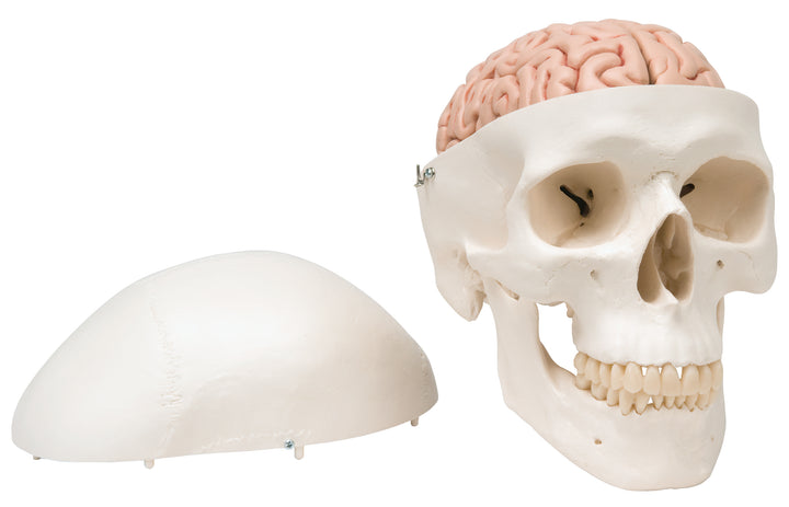 3B Classic Skull w/ Brain 5-part