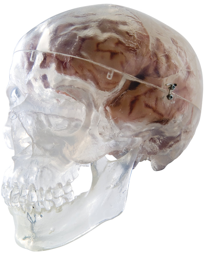 3B Classic Skull transparent 3-part