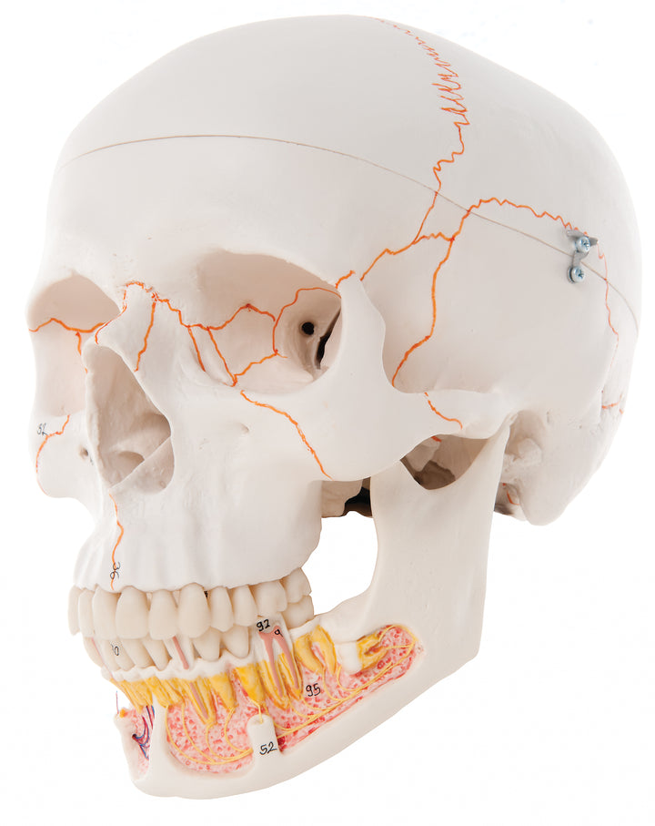 3B Classic Skull 3-parts w/ opened lower Jaw